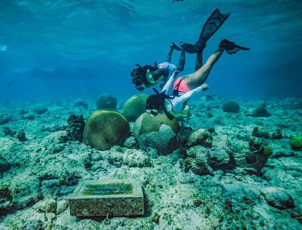Snorkelers exploring a protected reef near Cas Cay on a St. Thomas mangrove snorkel tour