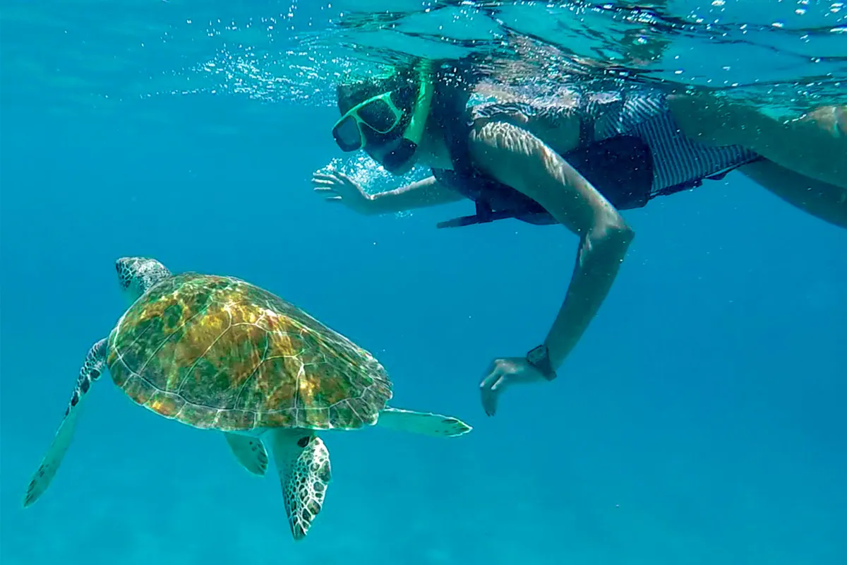 A snorkeler over a shallow reef on the Cas Cay mangrove kayak and snorkel tour, St. Thomas