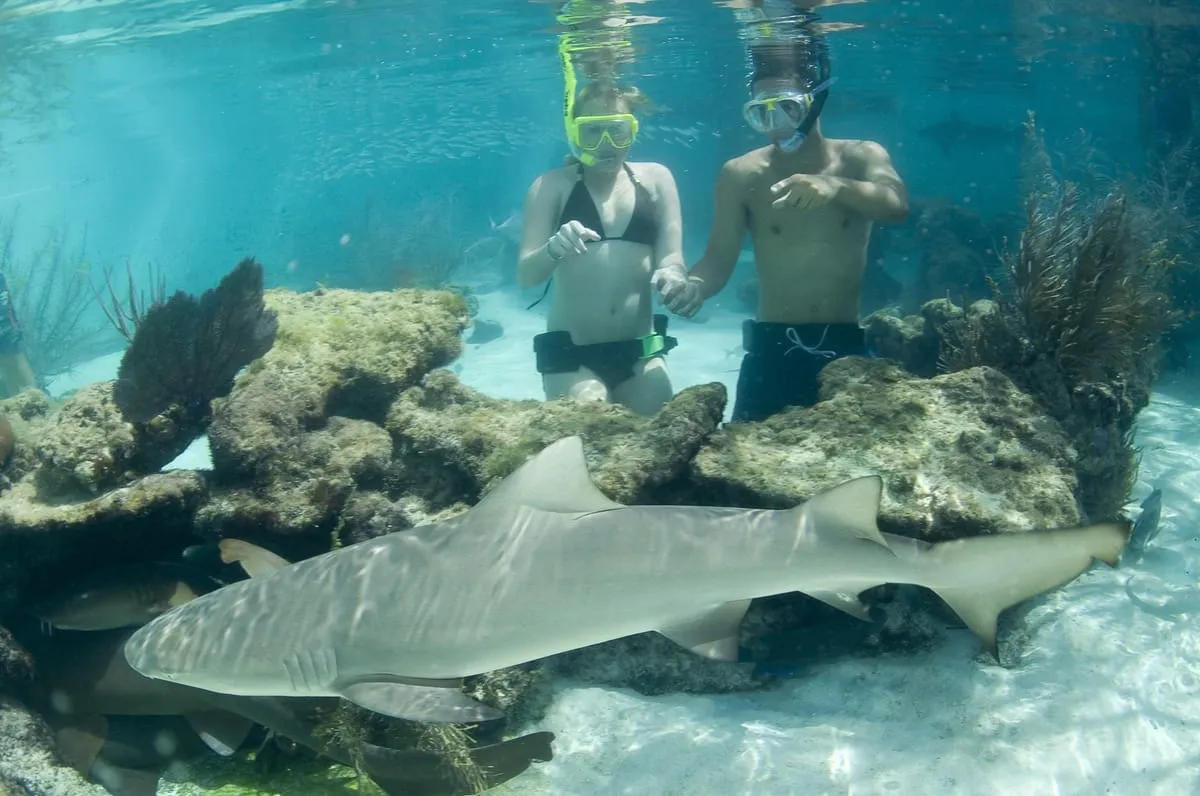 A shark encounter pool at Coral World, an affordable thing to do in St. Thomas, U.S. Virgin Islands
