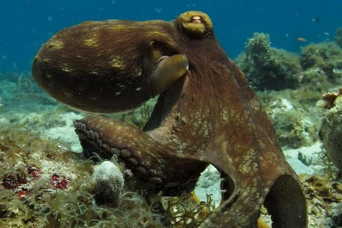 A scuba diver over a coral reef, one of the best underwater things to do in St. Thomas, U.S. Virgin Islands